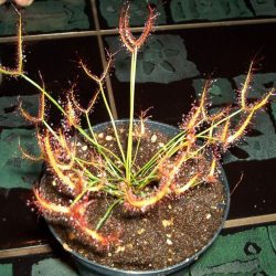 Drosera Jungpflanzen