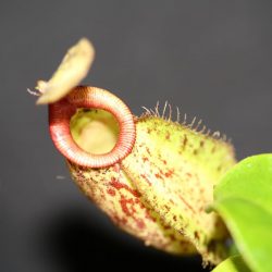 Nepenthes