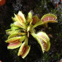 Dionaea Jungpflanzen