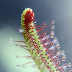 Drosera