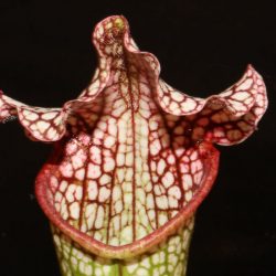 Sarracenia