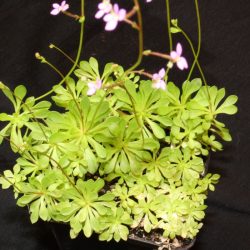 Stylidium