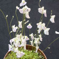 Utricularia