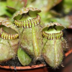 Cephalotus