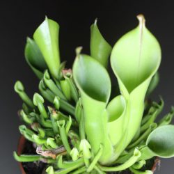 Heliamphora