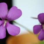 Fettkraut bei der Ausstellung über fleischfressende Pflanzen in Frammersbach. Fleischfressendes Fettkraut bei der Ausstellung in Frammersbach