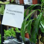 Fleischfressende Pflanze Nepenthes bei der Gartenausstellung in Frammersbach. Fleischfressende Kannenpflanze bei der Gartenausstellung in Frammersbach.