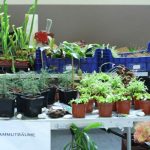 Gartenausstellung in Frammersbach mit fleischfressenden Pflanzen. Fleischfressende Pflanzen bei der Gartenausstellung in Frammersbach.