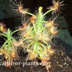 Fleischfressende Pflanzen, Zwergsonnentau, Drosera scorpioides. Fleischfressende Pflanzen, Drosera scorpioides Nahaufnahme.