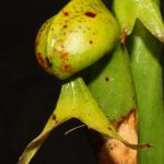 Fleischfressende Pflanzen, Darlingtonia californica, die Kobralilie. Fleischfressende Pflanzen, Kobralilie, Darlingtonia californica.