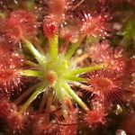 Fleischfressende Pflanzen, Drosera roseana rot, Zwergsonnentau. Fleischfressende Pflanze, Zwergsonnentau, Drosera roseana.
