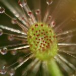Fleischfressende Pflanzen, Nahaufnahme von Drosera roseana. Zwergsonnentau. Fleischfressende Pflanze, Zwergdrosera roseana, Nahaufnahme.