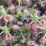 Fleischfressende Pflanzen, Zwergsonnentau, Sonnentau, Drosera roseana. Fleischfressende Pflanzen, Drosera roseana, Zwergsonnentauarten.