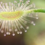 Fleischfressende Pflanzen, Drosera scorpioides in der Nahaufnahme ein Zwergsonnentau. Fleischfressende Pflanzen, Nahaufnahme von Drosera scorpioides, der Zwergsonnentau.
