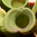 Fleischfressende Pflanzen, Falle des Sumpfkruges. Heliamphora. Fleischfressende Pflanzen, Sumpfkrug, Heliamphora.