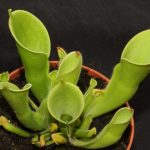 Fleischfressende Pflanzen, der kleine Sumpfkrug, Heliamphora minor. Fleischfressende Pflanzen, Heliamphora minor, der kleine Sumpfkrug.