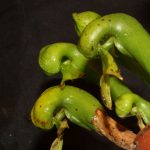 Fleischfressende Pflanzen, Darlingtonia californica, die Kobralilie. Fleischfressende Pflanzen, Kobralilie