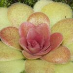 Fleischfressend Pflanze, Fettkraut rötlich, Pinguicula sethos. Fleischfressende Pflanze, Fettkraut, Pinguicula sethos rot.