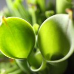 Fleischfressende Pflanzen, Heliamphora minor, zwei Fallen des Sumpfkruges. Fleischfressende Pflanzen, doppelter Sumpfkrug, Heliamphora.