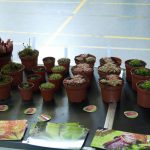 Fleischfressende Pflanzen in Frammersbach bei der Gartenausstellung. Fleischfressende Pflanzen bei der Gartenausstellung in Frammersbach.