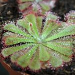 Pflanzenausstellung in Frammersbach mit fleischfressendem Sonnentau, Drosera aliciae. Gartenausstellung in Frammersbach mit fleischfressendem Sonnentau, Drosera aliciae.