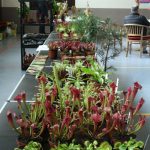 Sortiment mit fleischfressenden Pflanzen bei der Frammersbacher Pflanzenausstellung. Auswahl von fleischfressenden Pflanzen bei der Frammersbacher Gartenausstellung.