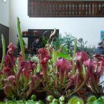 Fleischfressende Schlauchpflanzen bei der Frammersbacher Gartenausstellung. Frammersbacher Gartenausstellung mit fleischfressenden Pflanzen.