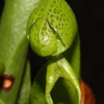 Fleischfressende Pflanzen, Kobralilie, Darlingtonia. Fleischfressende Pflanzen, Darlingtonia, Kobralilie.