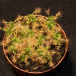 Fleischfressende Pflanzen, Zwergsonnentau, Zwergdrosera. Drosera scorpioides. Fleischfressende Pflanzen, Zwergdrosera.