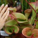 Fleischfressende Pflanzen, riesiger Sumpfkrug, Heliamphora. Fleischfressende Pflanzen, Sumpfkrug riesig, Heliamphora.