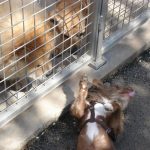 Carnivor-Plants unterstützt das Wertheimer Tierheim. Besuch im Tierheim Wertheim