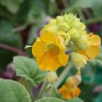 Fleischfressende Pflanzen, Teufelskralle auf der Ausstellung EEE in Bonn. Fleischfressende Pflanzen, internationale Ausstellung EEE Bonn.