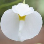 Fleischfressende Pflanzen, Blüte eines Wasserschlauches bei der EEE in Bonn. Fleischfressende Pflanzen, Blüte bei der Ausstellung EEE Bonn.