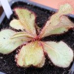 Fleischfressende Pflanzen, Ausstellung EEE in Bonn mit Drosera schizandra. Fleischfressende Pflanzen, Drosera schizandra auf der EEE in Bonn.