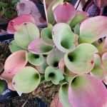 Fleischfressende Pflanzen, der große Sumpfkrug auf der Ausstellung EEE in Bonn. Fleischfressende Pflanzen, Heliamphora auf der Ausstellung EEE in Bonn.