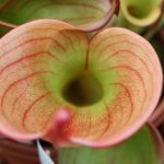 Fleischfressende Pflanzen, Heliamphora, Sumpfkrug auf der Ausstellung EEE in Bonn. Fleischfressende Pflanzen, Sumpfkrug auf der Ausstellung EEE in Bonn.