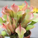 Fleischfressende Pflanzen, Heliamphora, der Sumpfkrug auf der internationalen Ausstellung EEE in Bonn. Fleischfressende Pflanzen, Sumpfkrüge auf der Ausstellung EEE in Bonn.