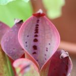 Fleischfressende Pflanzen, Sumpfkrug Fallen auf der Ausstellung EEE in Bonn. Fleischfressende Pflanzen, Heliamphora auf der Ausstellung EEE in Bonn.