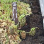 Fleischfressende Pflanzen, Kannenpflanze, Nepenthes ampullaria auf der Ausstellung EEE in Bonn. Fleischfressende Pflanzen, Kannenpflanze in Bonn.