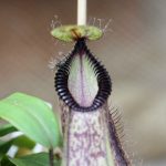 Fleischfressende Pflanzen, Nepenthes Kanne auf der Pflanzenausstellung EEE in Bonn. Fleischfressende Pflanzen, Ausstellung EEE in Bonn.