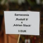 Fleischfressende Pflanzen, internationale Messe EEE in Bonn. Fleischfressende Pflanzen, Ausstellung EEE Bonn.