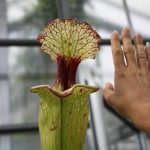 Fleischfressende Pflanzen, riesige Sarracenia leucophylla auf der Ausstellung in Bonn. Fleischfressende Pflanzen, Ausstellung EEE Bonn.