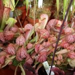 Fleischfressende Pflanzen, Schlauchpflanzen auf der internationalen Ausstellung EEE in Bonn. Fleischfressende Pflanzen, Schlauchpflanzen auf der Ausstellung EEE in Bonn.