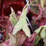 Fleischfressende Pflanzen, Sarracenia purpurea auf der Messe EEE in Bonn. Fleischfressende Pflanzen, Messe EEE Bonn