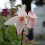Fleischfressende Pflanzen, blühend auf der Ausstellung EEE in Bonn. Fleischfressende Pflanzen, Blüte auf der Ausstellung EEE Bonn.