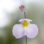 Fleischfressende Pflanzen, Blüte des Wasserschlauches auf der Ausstellung EEE in Bonn. Fleischfressende Pflanzen, Utricularia Blüte auf der Ausstellung EEE in Bonn.