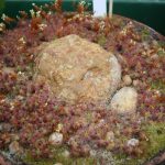 Fleischfressende Pflanzen, Zwergsonnentau Siedlung auf der EEE Messe in Bonn. Fleischfressende Pflanzen, Zwergsonnentau auf der Ausstellung EEE in Bonn