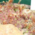 Fleischfressende Pflanzen, Zwergdrosera auf der EEE in Bonn. Fleischfressende Pflanzen, Zwergdrosera auf der Ausstellung EEE in Bonn.