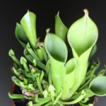 Fleischfressende Pflanzen, der Sumpfkrug, Heliamphora minor. Fleischfressende Pflanzen, der Sumpfkrug. Heliamphora.