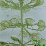 Fleischfressende Pflanzen, Aldrovanda vesiculosa Fallen, die Wasserfalle. Fleischfressende Pflanzen, Aldrovanda vesiculosa Fallen.